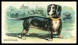 24 Dachshund